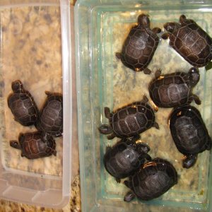 Aldabra Breeders