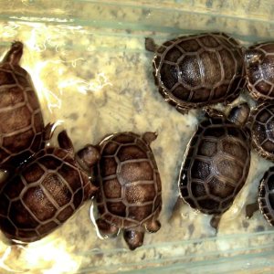 Aldabra Breeders