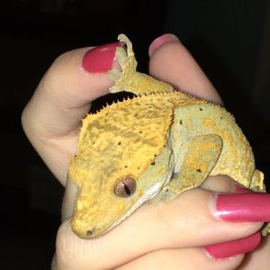 Female crested for sale