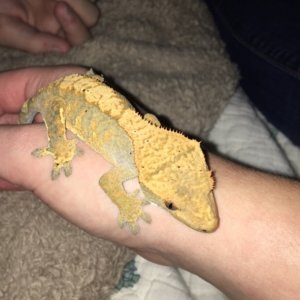 Female crested for sale