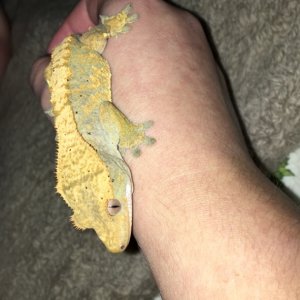 Female crested for sale