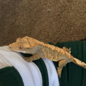 Female crested for sale