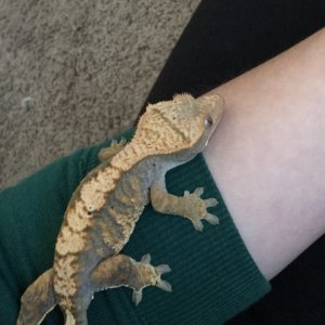 Female crested for sale