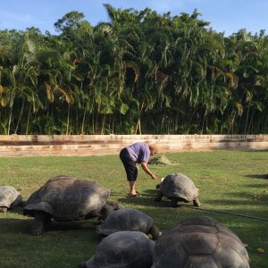 Aldabra Breeders