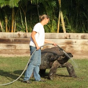 Aldabra Breeders