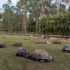 Aldabra Breeders