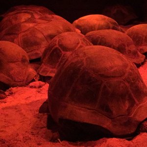 Aldabra Breeders