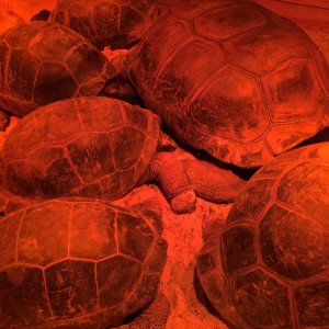 Aldabra Breeders