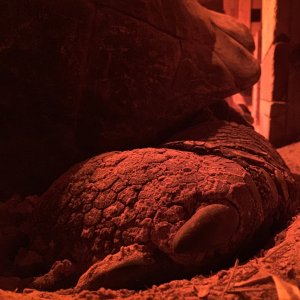 Aldabra Breeders