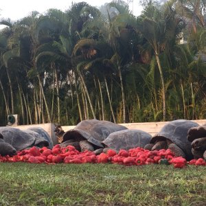 Aldabra Breeders