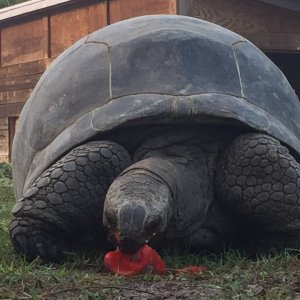 Aldabra Breeders