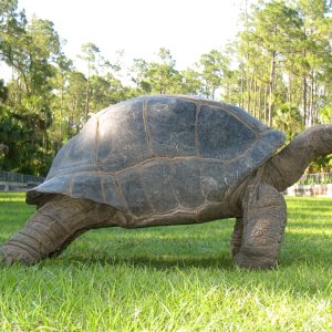 Aldabra Breeders