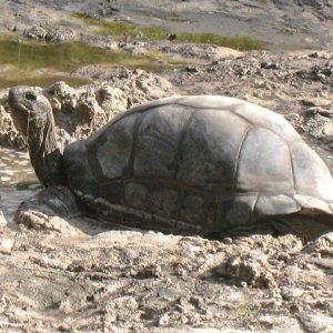 Aldabra Breeders