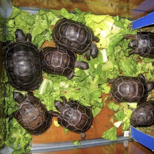 Aldabra Breeders