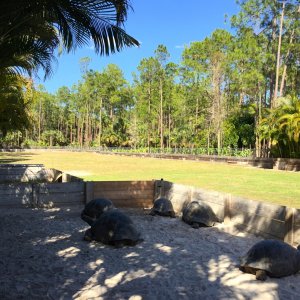 Aldabra Breeders