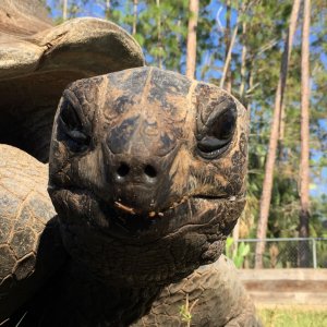 Aldabra Breeders