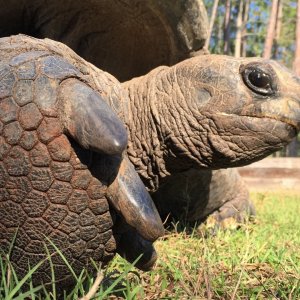 Aldabra Breeders