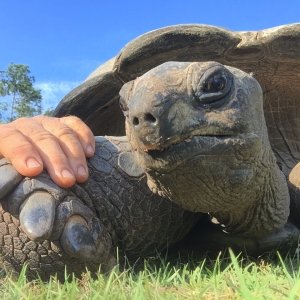 Aldabra Breeders