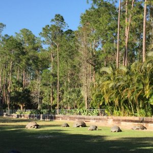Aldabra Breeders