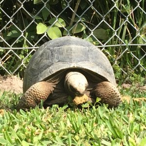 Aldabra Breeders