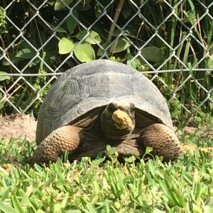Aldabra Breeders