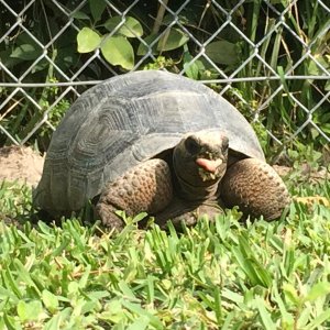Aldabra Breeders