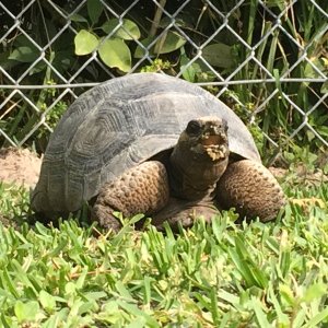 Aldabra Breeders