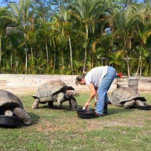 Aldabra Breeders