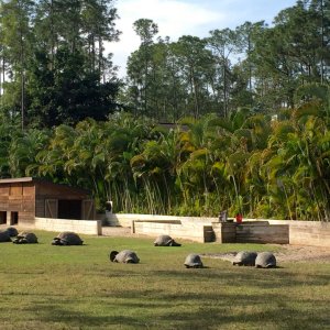Aldabra Breeders