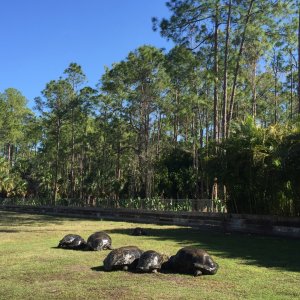 Aldabra Breeders