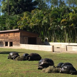 Aldabra Breeders