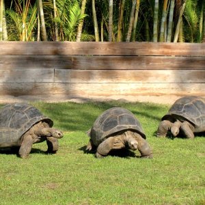 Aldabra Breeders