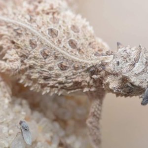Phyrnosoma Cornutum - Texas Horned Lizards
