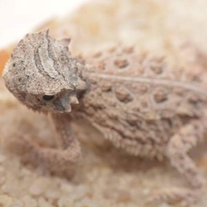 Phyrnosoma Cornutum - Texas Horned Lizards