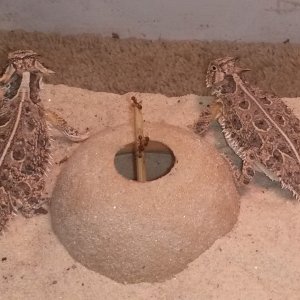 Waiting patiently for the ants to crawl up