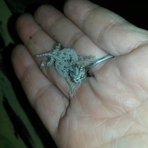 Day 1 for this hatchling