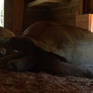 Aldabra Breeders