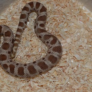 Male Anaconda Hognose 100% Het Albino