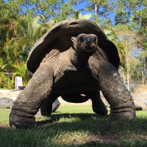 Aldabra Breeders