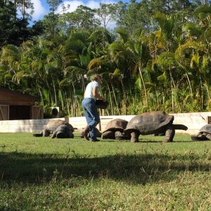Aldabra Breeders