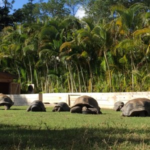 Aldabra Breeders