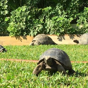 Aldabra Breeders