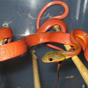 Boiga nigricepts