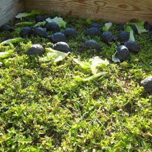 Aldabra Breeders