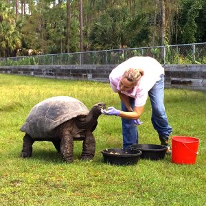 Aldabra Breeders