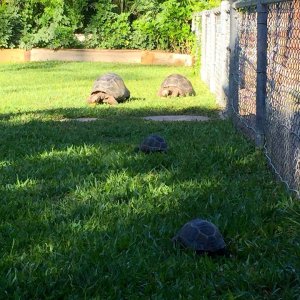 Aldabra Breeders