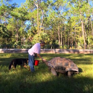 Aldabra Breeders