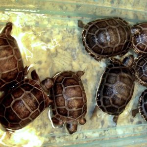 Aldabra Breeders