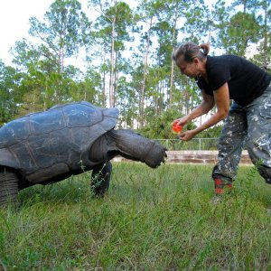 Aldabra Breeders