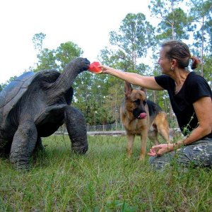 Aldabra Breeders